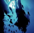 Scuba World - VIC Tourism