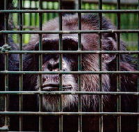 Rockhampton Zoo - VIC Tourism