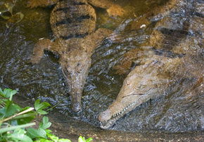 Rockhampton Zoo - VIC Tourism 1