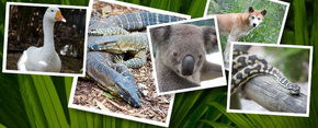 Rockhampton Zoo - VIC Tourism 2