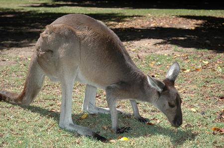 Bunbury Wildlife Park - VIC Tourism 1