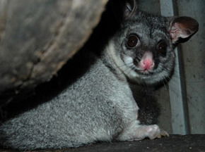 Bunbury Wildlife Park - VIC Tourism 2