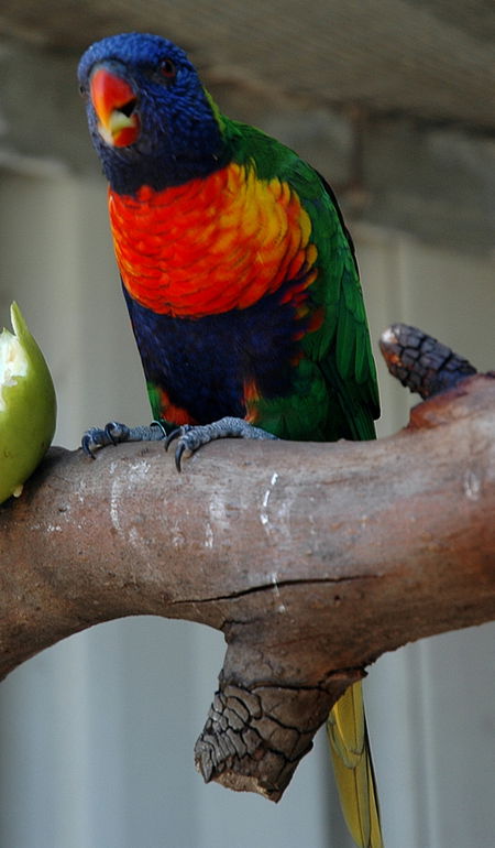Bunbury Wildlife Park - VIC Tourism 3