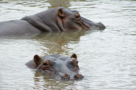 Cairns Wildlife Safari Reserve - VIC Tourism 2