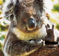 Gorge Wildlife Park - VIC Tourism