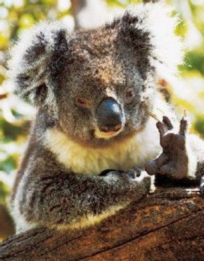 Gorge Wildlife Park - VIC Tourism 0
