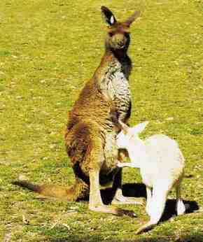 Gorge Wildlife Park - VIC Tourism 1