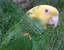 Gorge Wildlife Park - VIC Tourism 3