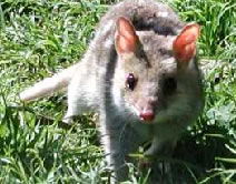  VIC Tourism