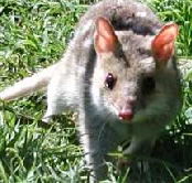 Urimbirra Wildlife Park - VIC Tourism