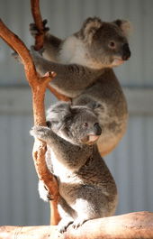Waterways Wildlife Park - VIC Tourism 1