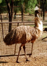 Waterways Wildlife Park - VIC Tourism 2