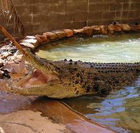 Wyndham Zoological Gardens and Crocodile Park - VIC Tourism