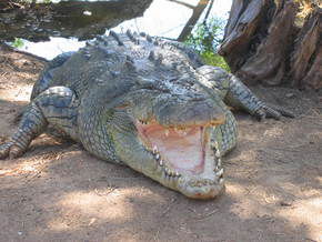 Wyndham Zoological Gardens And Crocodile Park - VIC Tourism 2