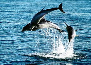 Polperro Dolphin Swims - VIC Tourism 1