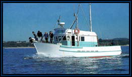 Polperro Dolphin Swims - VIC Tourism 2