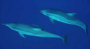 Dolphcom - Dolphin & Whale Swimming Adventures - VIC Tourism 3