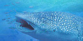 Ningaloo Blue Dive - VIC Tourism 1