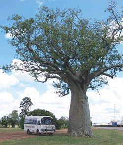 Kununurra Cruises - VIC Tourism 1