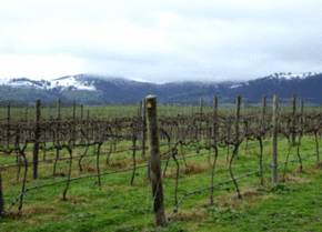 Kinloch Wines - VIC Tourism 0