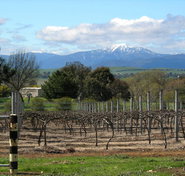 Buller View Wines - VIC Tourism