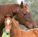 Blue Gum Farm - VIC Tourism
