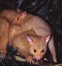 Geckoes Wildlife Presentations - VIC Tourism 1