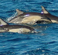 Dolphin Swim Australia - VIC Tourism