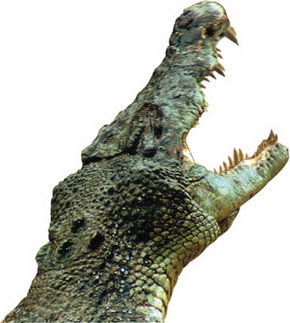 Crocodylus Park - VIC Tourism 3