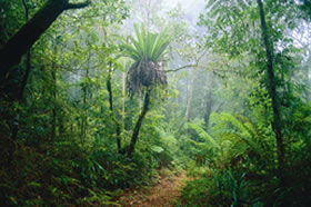 Lamington National Park QLD VIC Tourism
