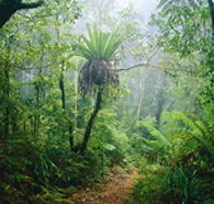Lamington National Park and OReillys - VIC Tourism