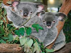 Kuranda Koala Gardens - VIC Tourism 2