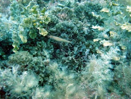Underwater Sports Diving Centre - VIC Tourism 3