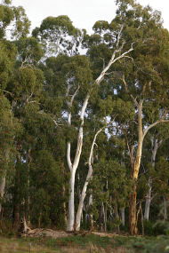 Heysen - The Cedars - VIC Tourism 2
