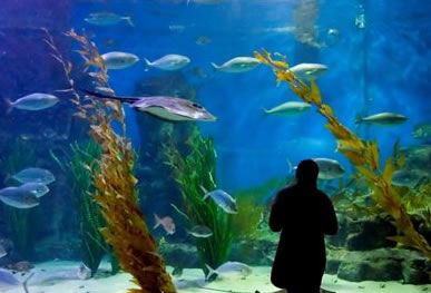 Melbourne Aquarium - VIC Tourism 0