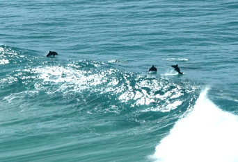 Beach Trekkers North Stradbroke Island - VIC Tourism 2