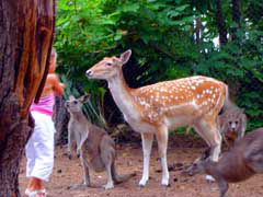Birdland Animal Park - VIC Tourism 4