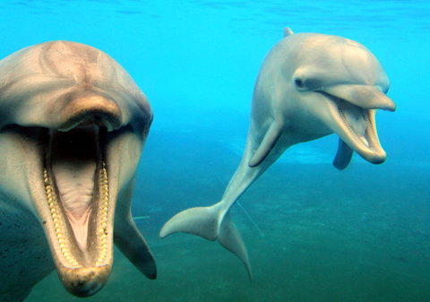 Dolphin Marine Magic - VIC Tourism 1