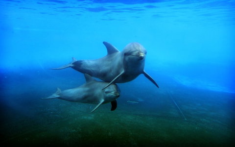 Dolphin Marine Magic - VIC Tourism 4