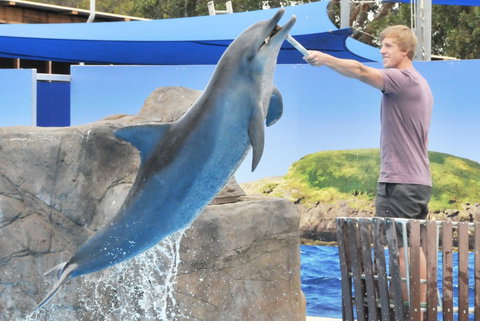 Dolphin Marine Magic - VIC Tourism 7