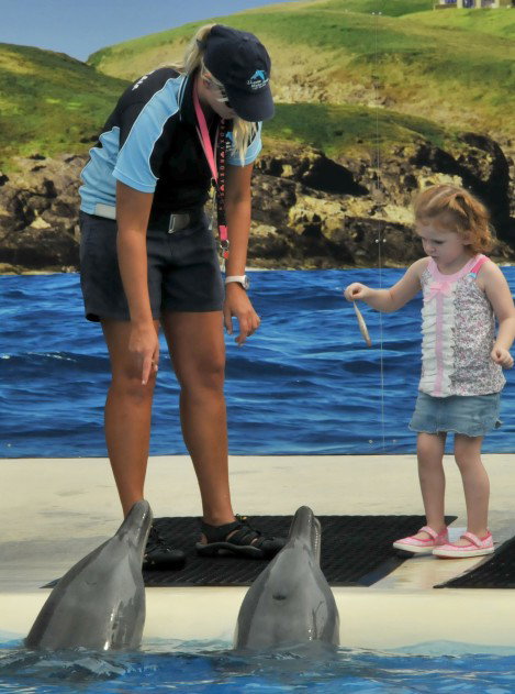 Dolphin Marine Magic - VIC Tourism 10