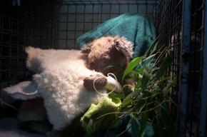 Jirrahlinga Koala & Wildlife Sanctuary - VIC Tourism 3