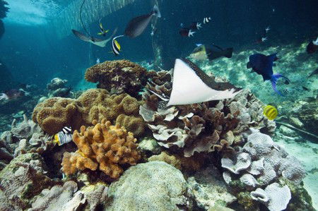Reef HQ Great Barrier Reef Aquarium - VIC Tourism 3