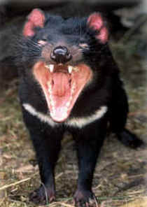 Zoo Doo Wildlife Park - VIC Tourism 4