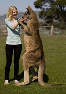Zoo Doo Wildlife Park - VIC Tourism 5