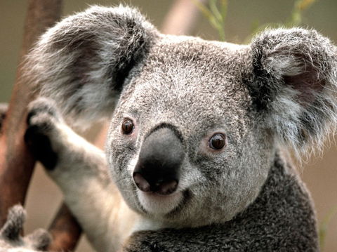 Potoroo Palace - VIC Tourism 0
