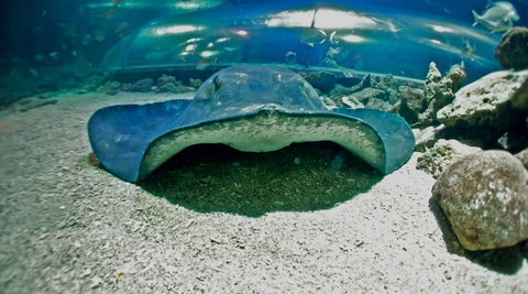 Manly SEA LIFE Sanctuary - VIC Tourism 3