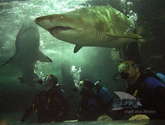 Manly SEA LIFE Sanctuary - VIC Tourism 5