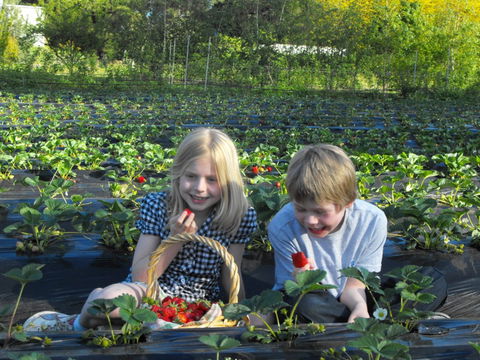 Blue Hills Berries & Cherries - VIC Tourism 0