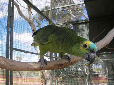 Darling Downs Zoo - VIC Tourism 1